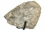 Fossil Sauropod Limb Section with Metal Stand - Colorado #335501-4
